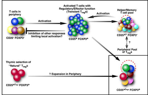 Diagram showing Genesis of CD4 and CD8 regulatory T cells and effector CD4 T-cell resistance
