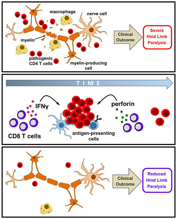 Diagram describing CNS-specific “autoregulatory” CD8 T-cells in autoimmune demyelinating disease