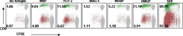 Diagram of Antigen-specific CD4 and CD8 responses