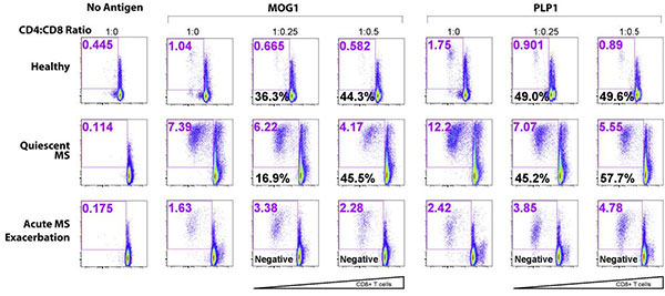 Diagram describing MS relapse CD8 flow