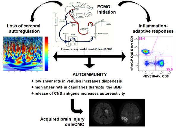 Diagram showing Brain-targeting adaptive immunity in pediatric Extracorporeal Membrane Oxygenation (ECMO) patients with acquired brain injury